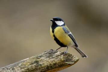 Obraz premium Great tit, Parus major sitting on wood in forest, close up. Blurred light background