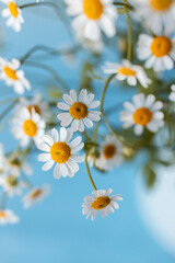 Obraz premium White matricaria flowers with bokeh on blue background, copy space