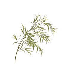 Fototapeta premium Light Green Leaves and Branch
