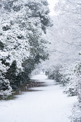 雪化粧の小石川植物園