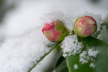 雪化粧のサザンカのつぼみ
