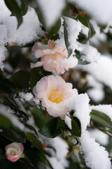雪化粧のサザンカの花