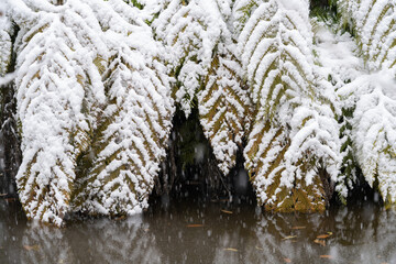 雪化粧のシダ
