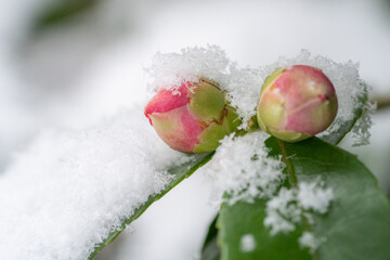 雪化粧のサザンカのつぼみ