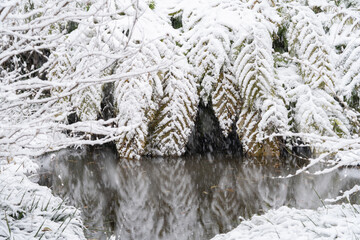 雪化粧のシダと池