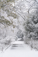 雪化粧の小石川植物園