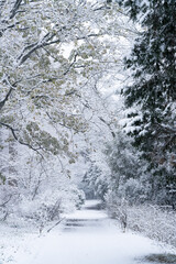 雪化粧の小石川植物園