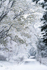 雪化粧の小石川植物園