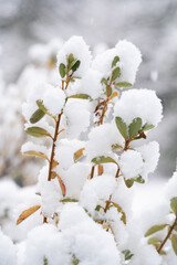 植木にこんもり積もった雪