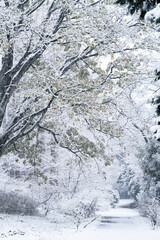 雪化粧の小石川植物園