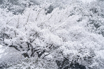 銀世界の小石川植物園
