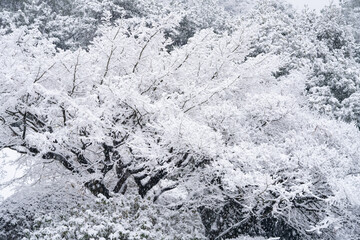 銀世界の小石川植物園