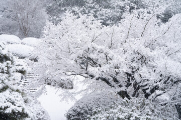 銀世界の小石川植物園
