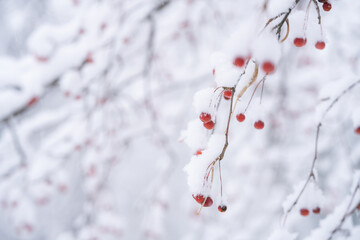 雪化粧のツクシカイドウ