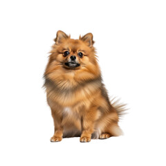 Obraz premium Pomeranian dog isolated on Transparent Background