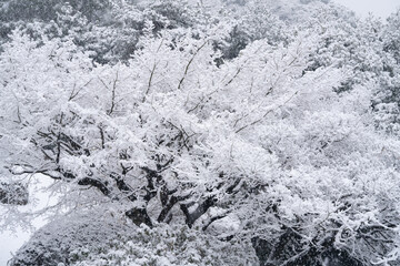 銀世界の小石川植物園