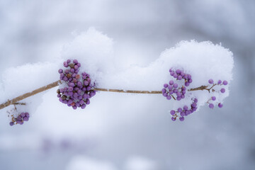 雪の積もったコムラサキの実