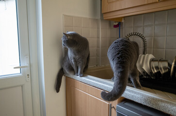 Two curious cats in kitchen setting