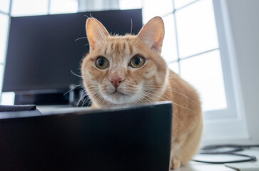Ginger cat looking curiously indoors
