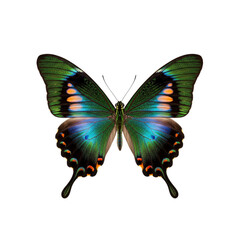 Emerald Swallowtail Butterfly on Transparent Background