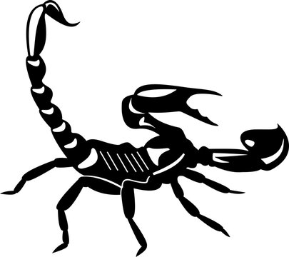 scorpion vector illustration
