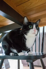 Black and white cat under wooden table