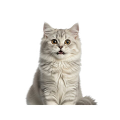 Gray tabby cat with open mouth on Transparent Background