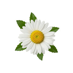 White daisy flower on Transparent Background