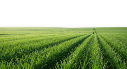 Vast green field with tire tracks leading into the horizon