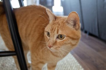 Curious ginger cat indoors
