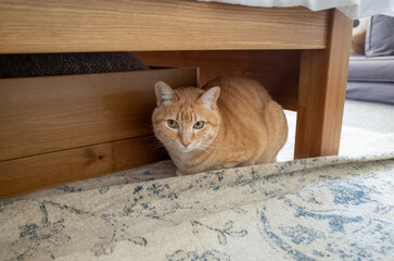 Curious cat under wooden bed