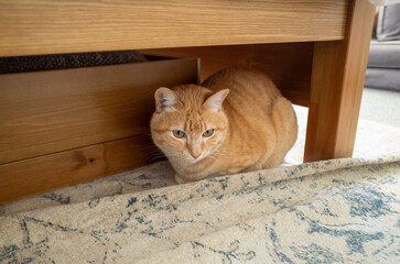Cat hiding under wooden table, cozy setting