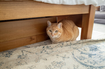 Orange cat hiding under wooden bed