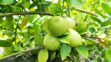 Fresh green lemon (Citrus limon) hanging on a tree branch with lush green leaves background