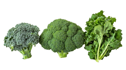 Broccoli kale and spinach three leafy green winter crops arranged on transparent background