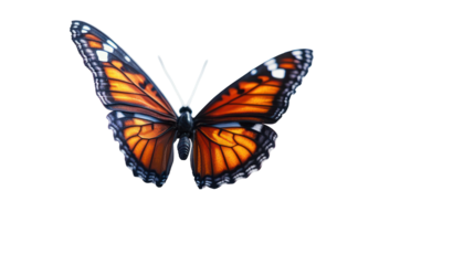 Butterfly emerging with open wings transformation and new beginning on transparent background