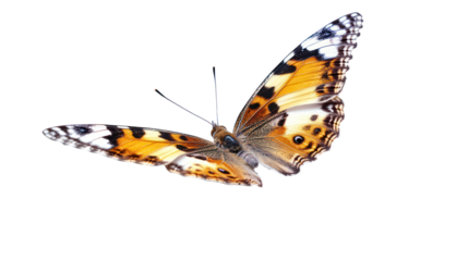 Butterfly emerging with open wings transformation and new beginning on transparent background