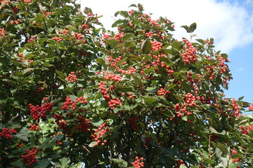 Many red fruits in the leafage of Sorbus aria in September