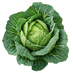 Cabbage plant with dense layered leaves clean composition on transparent background