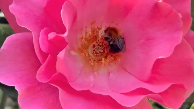 bee on flower