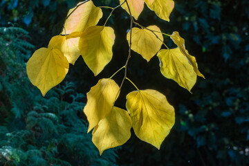 Branch Tilia caucasica tree with vibrant yellow autumn leaves, slightly spotted and translucent, set against dark green, blurred forest background. Sunlight highlights the leaves beautifully.