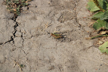 There's only one grasshopper on the road.,