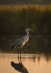 Obraz premium A majestic and elegant wading bird, a long-legged crane, stands perfectly still in the shallow marsh habitat during golden hour light, wading bird, sky, wildfowl