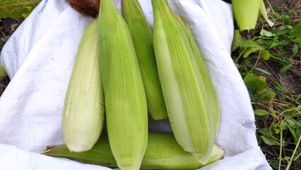 Fototapeta premium Young organic sweet corn (Zea mays saccharata) with fresh green husks placed on a white woven sack. Rural harvest concept featuring raw agricultural produce