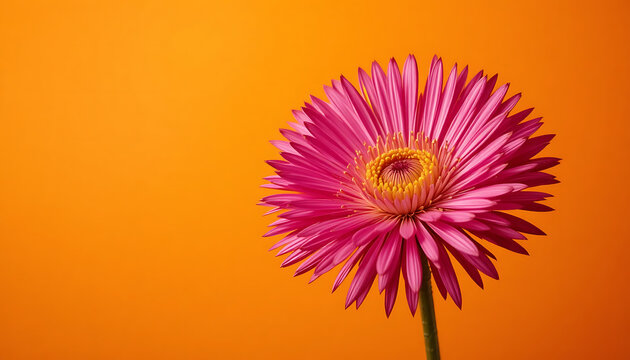Vibrant Pink Gerbera Flower Macro Against Orange Background