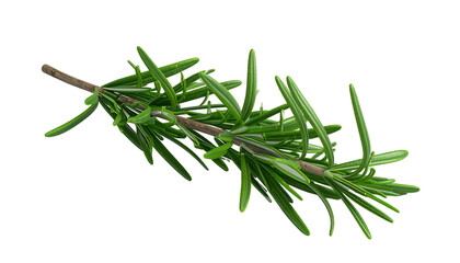 A sprig of fresh, green rosemary on a black background. Leaves are long and needle-like