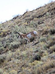 Male Pronghorn descending steep slope, Yellowstone National Park, Wyoming  USA
