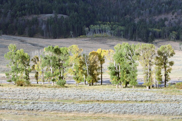 Aspens in early morning light, Yellowstone National Park, Wyoming  USA
