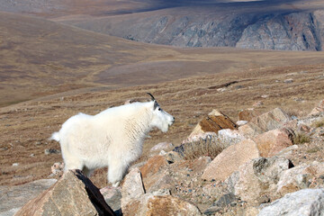 Mountain Goat against mountain scenery, Yellowstone National Park, Wyoming  USA
