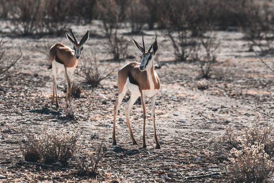 springboks in the savannah, namibia